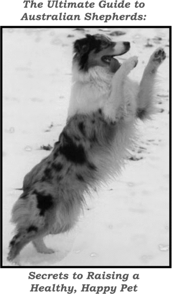 Product picture Australian Shepherd